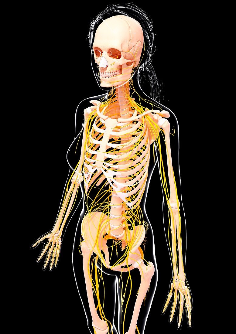 Female nervous system,artwork