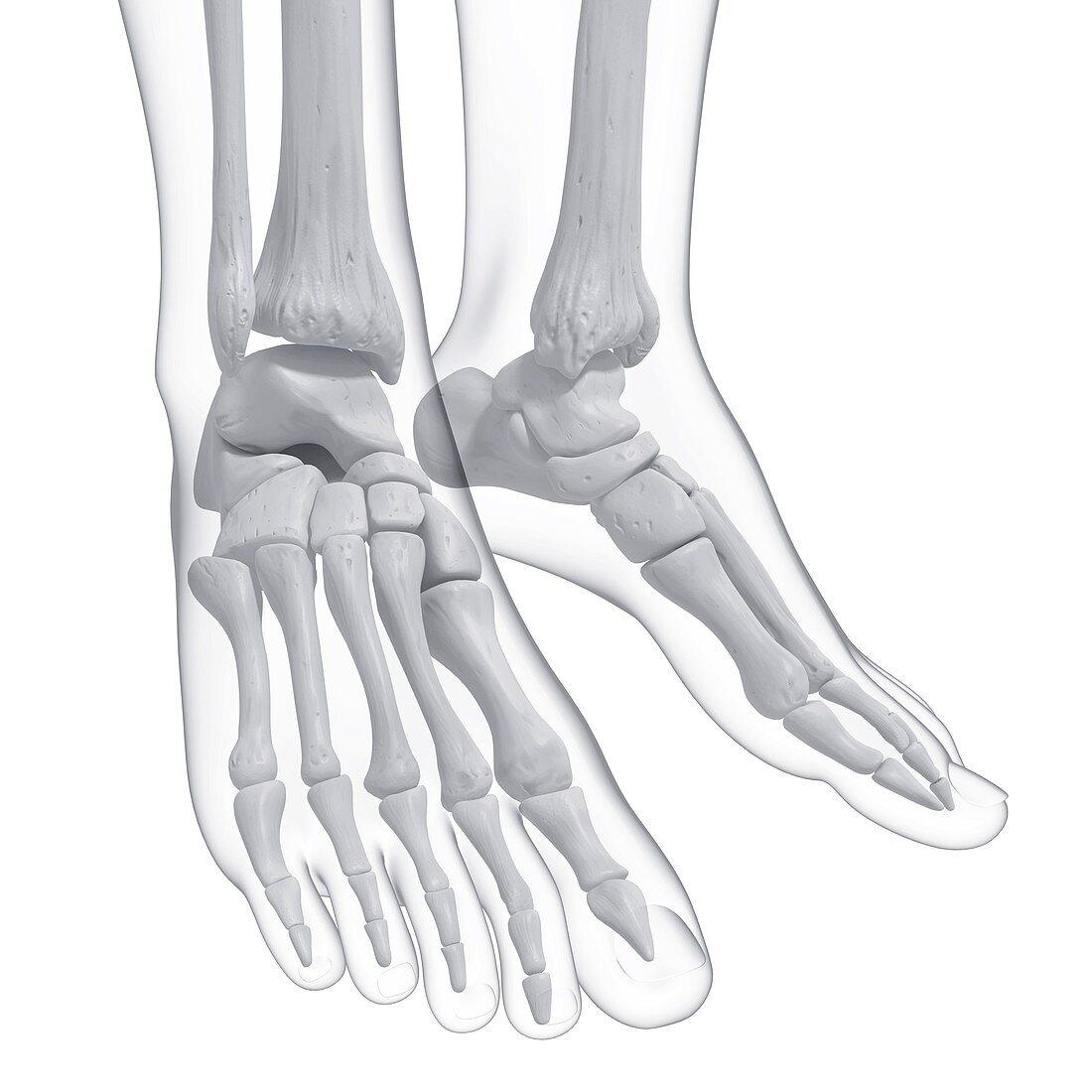 Human foot bones,artwork