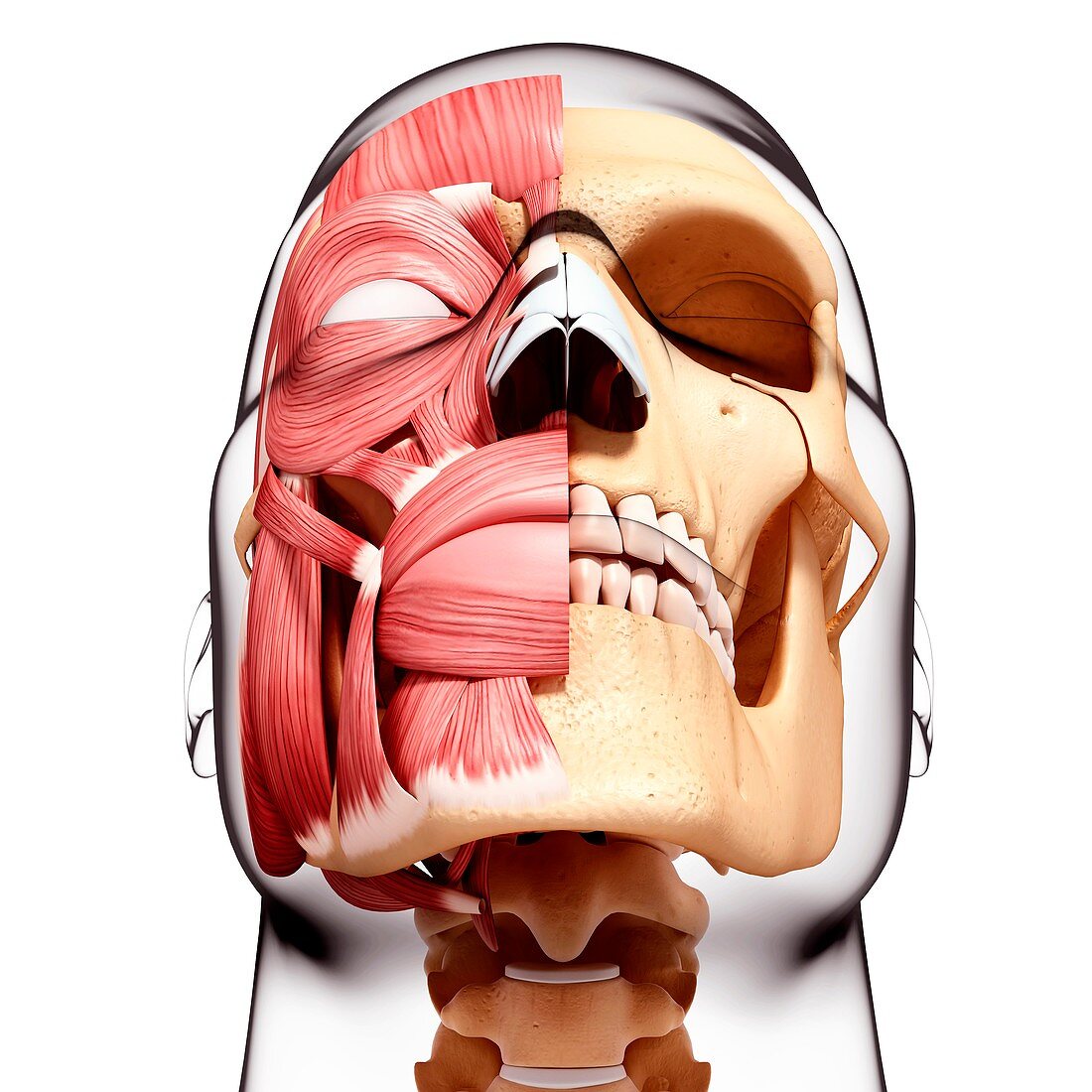 Human head musculature,artwork