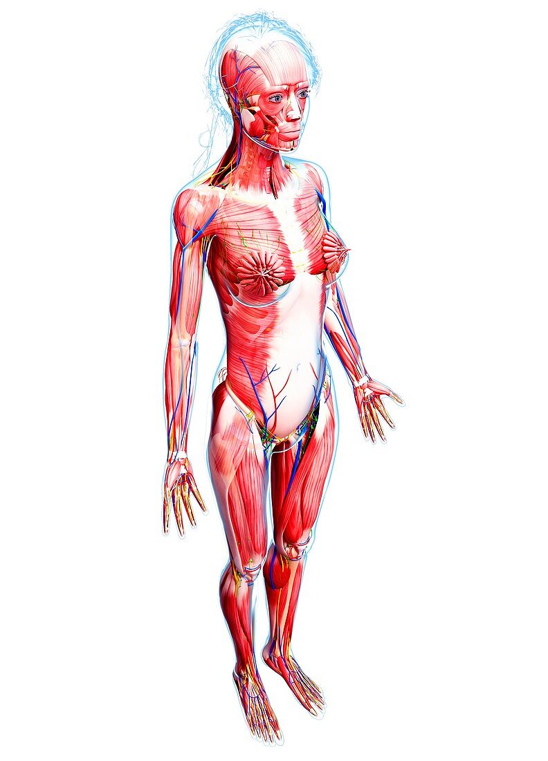 Female anatomy,artwork