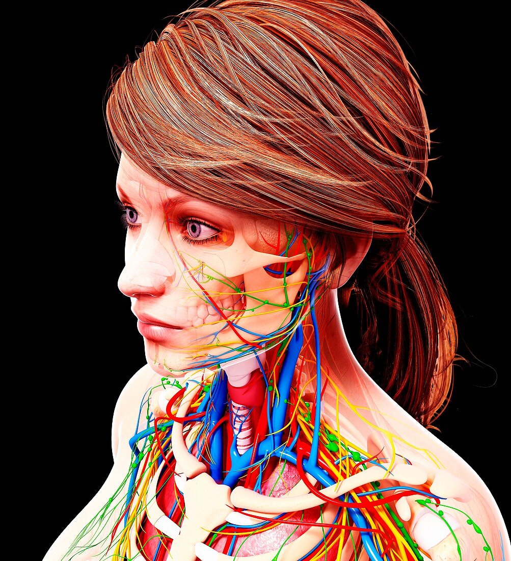 Female anatomy,artwork