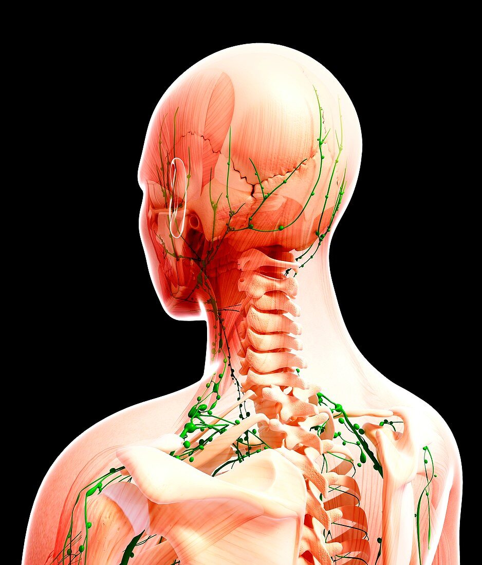 Human lymphatic system,artwork