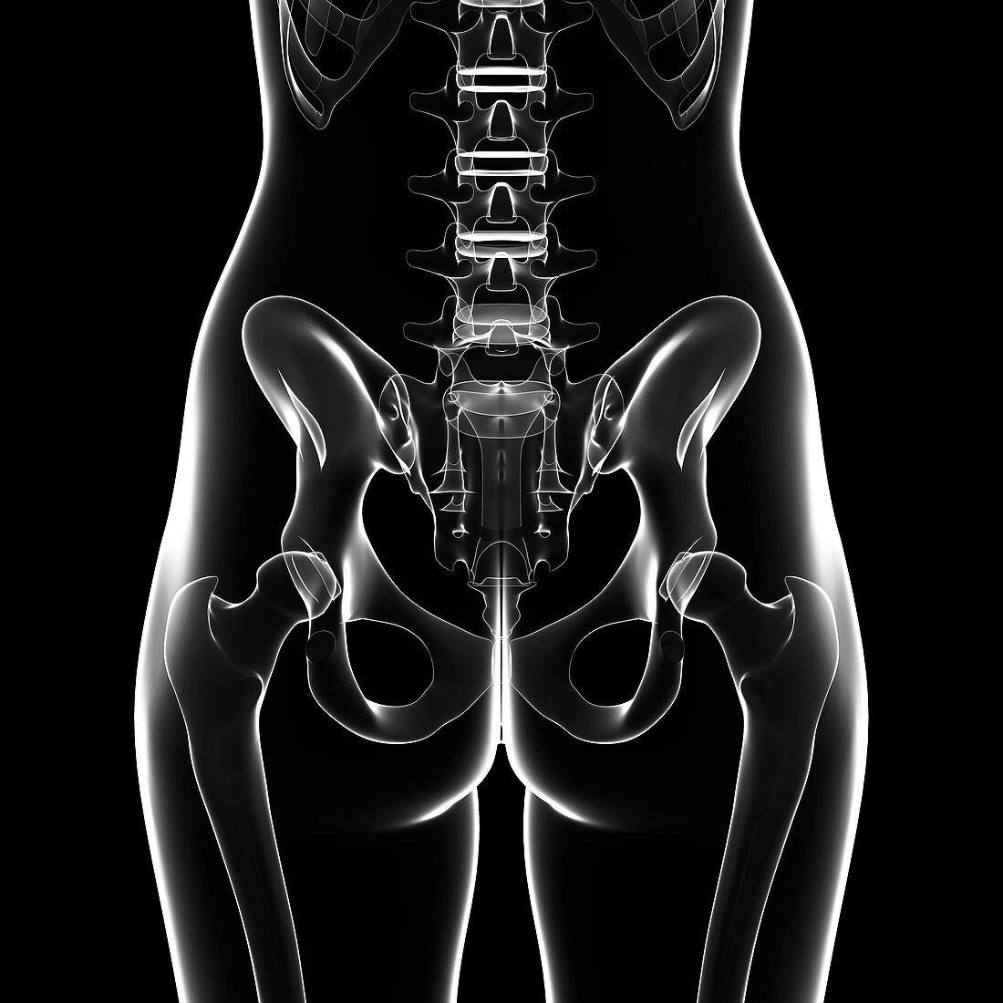 Human pelvic bones,artwork