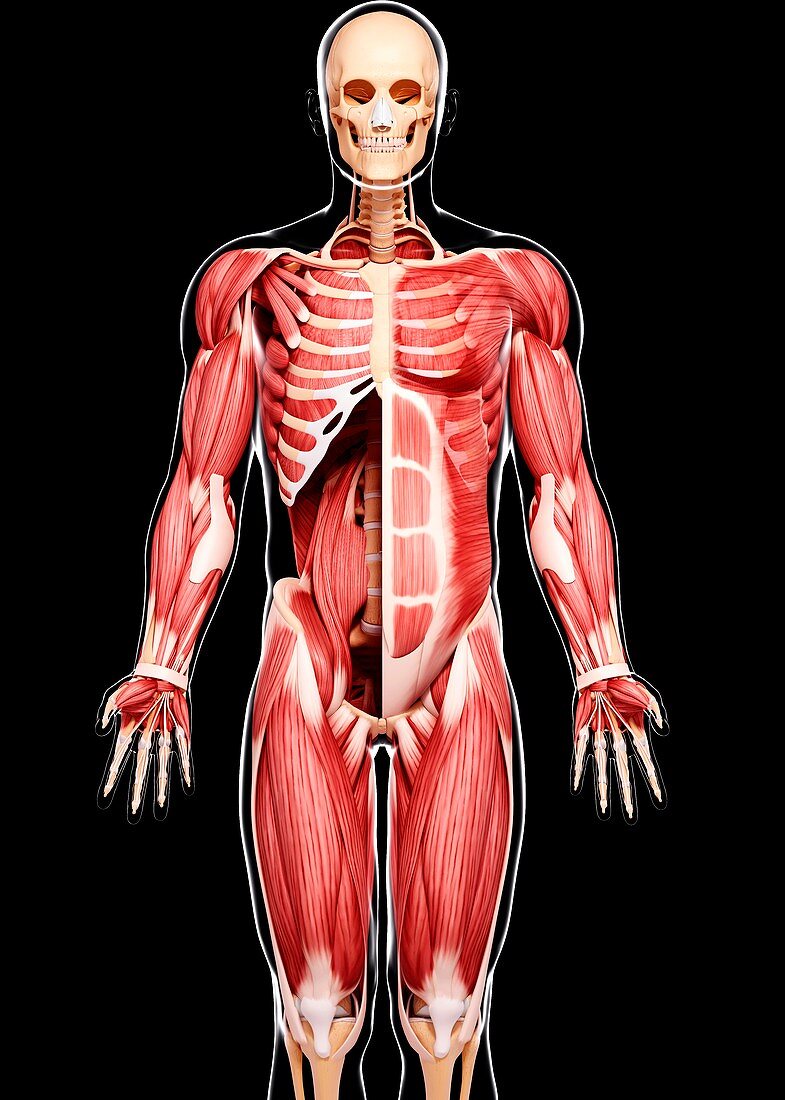 Human musculature,artwork