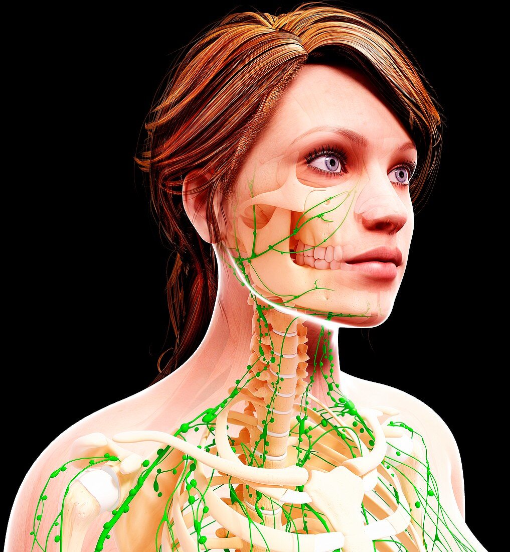 Female lymphatic system,artwork