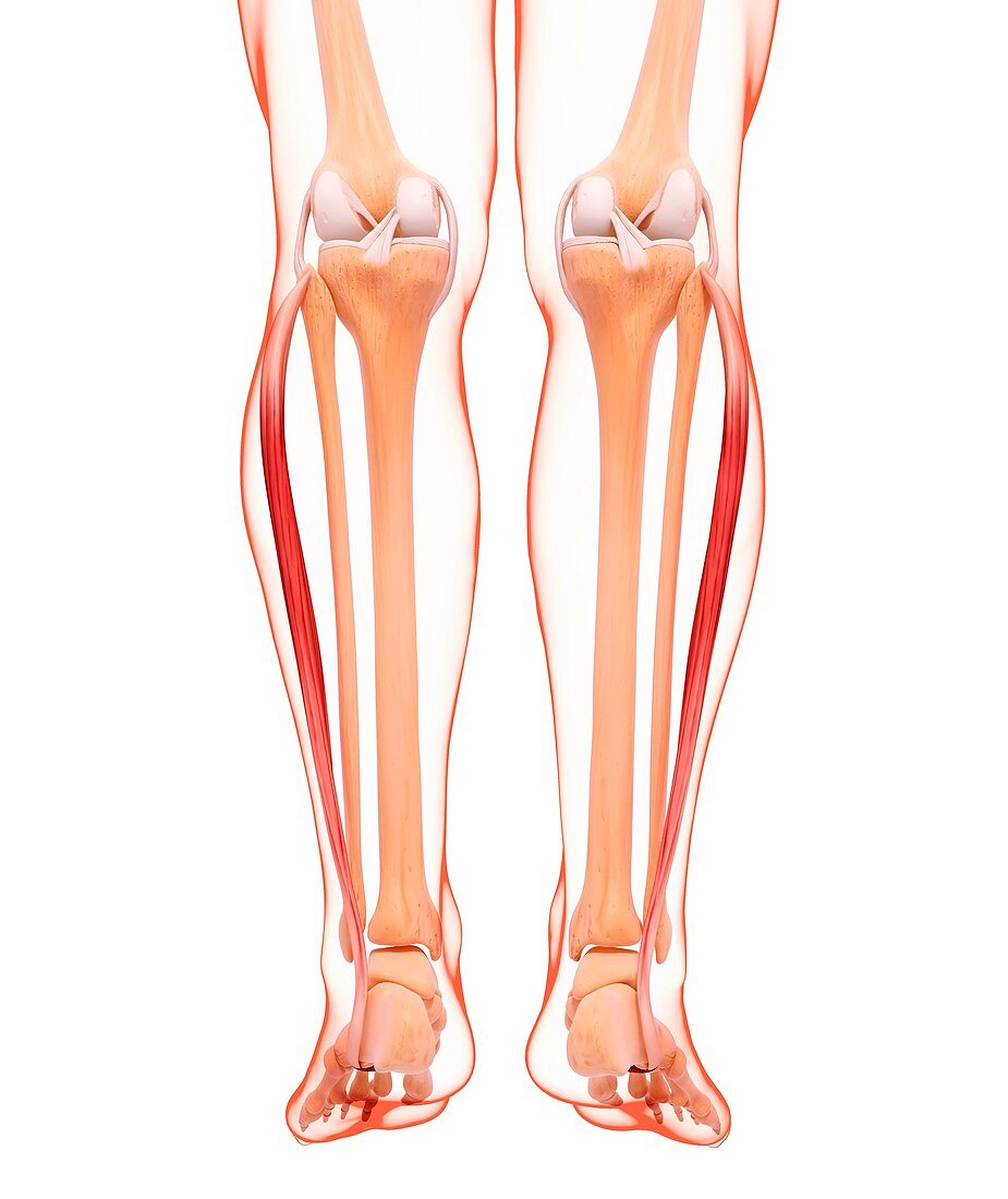 Human leg musculature,artwork