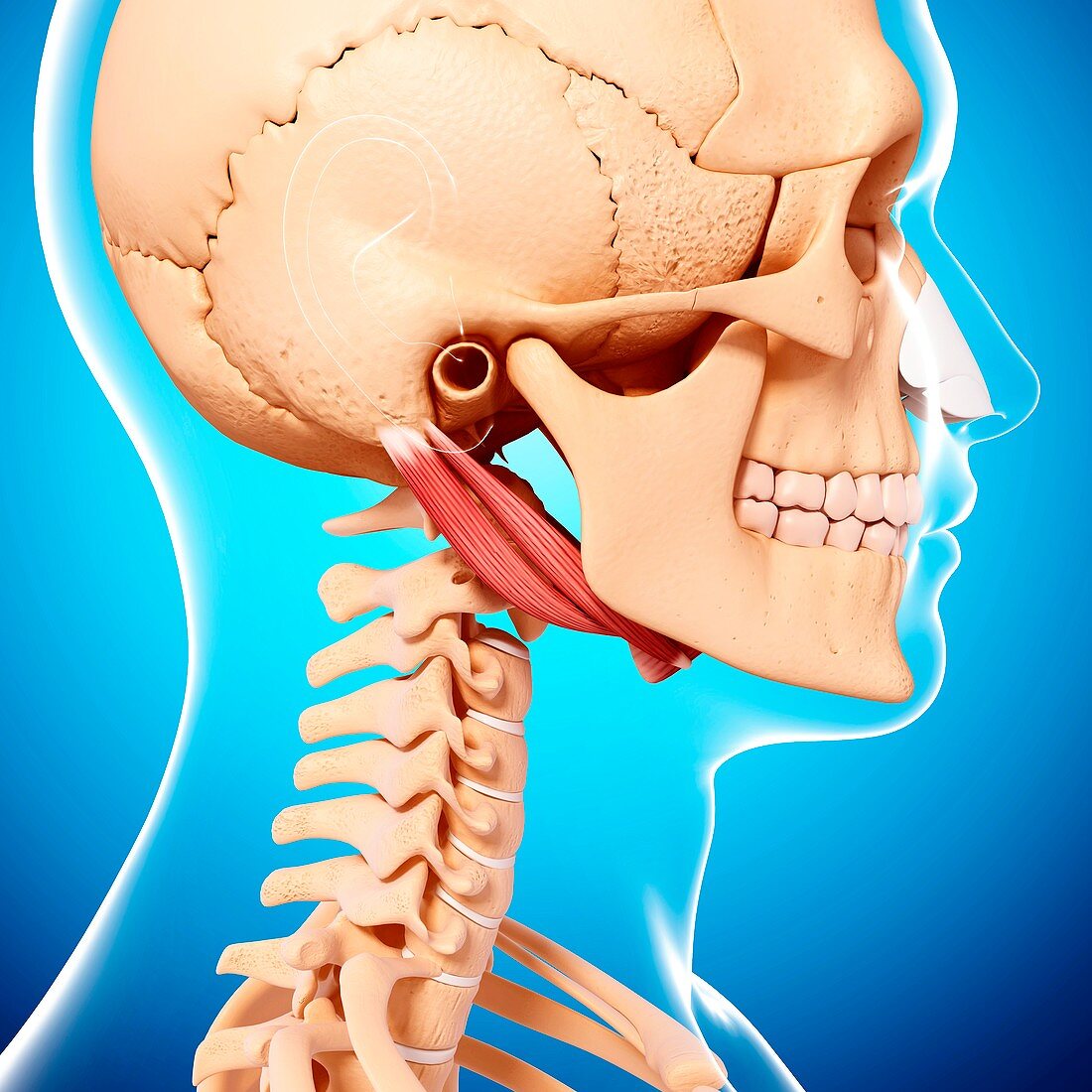 Human neck musculature,artwork