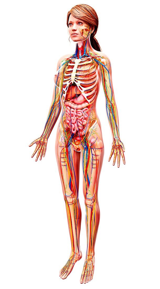 Female anatomy,artwork