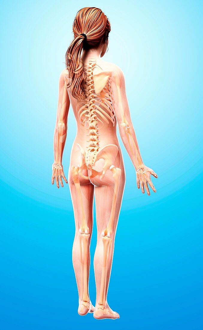 Female skeleton,artwork