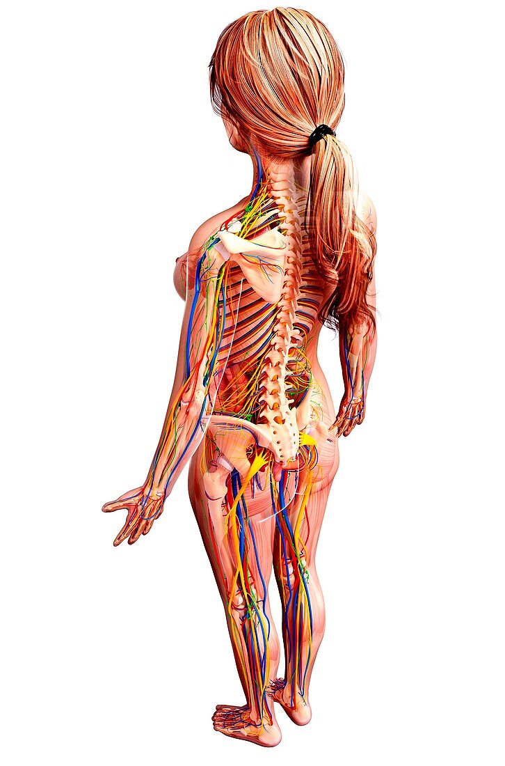 Female anatomy,artwork