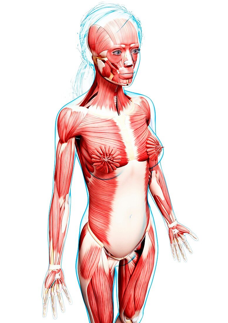 Female musculature,artwork