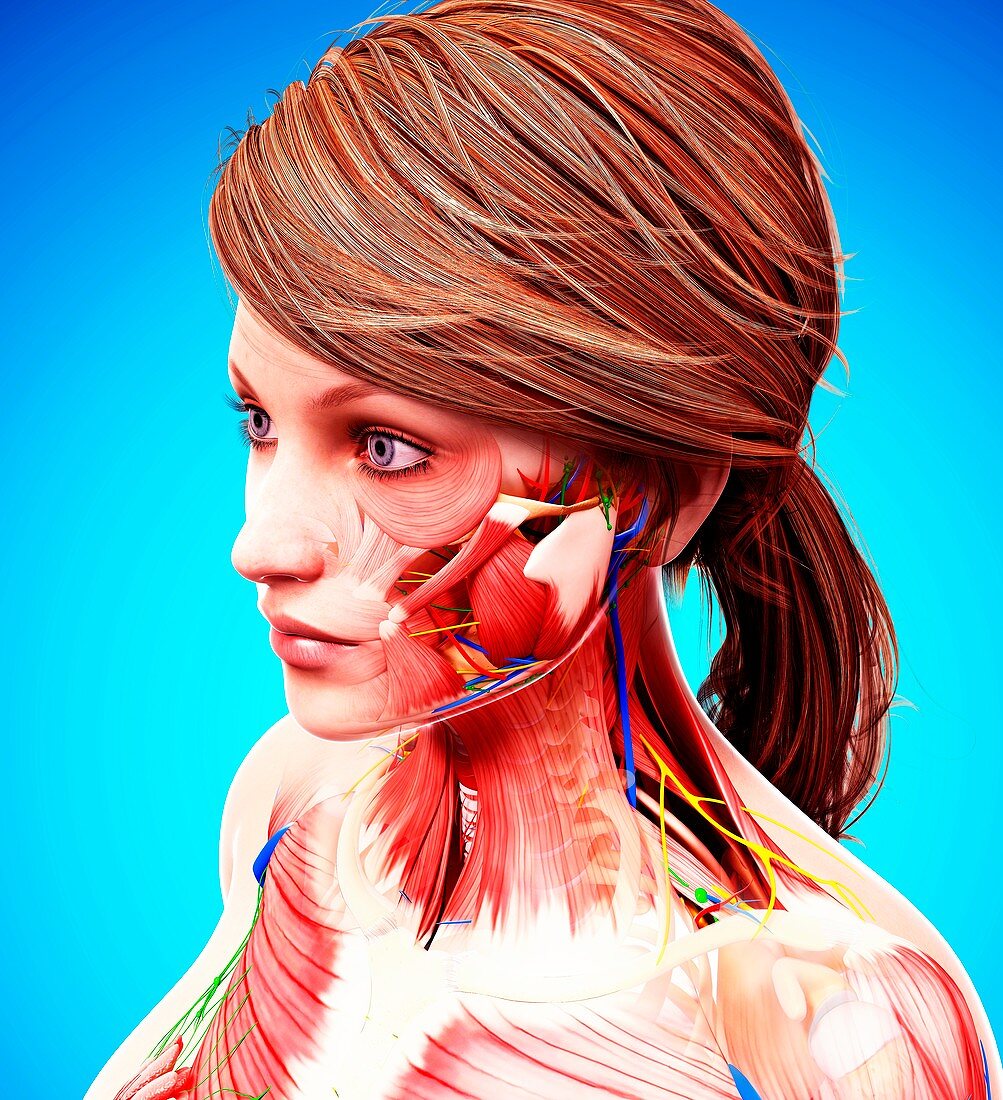 Female anatomy,artwork