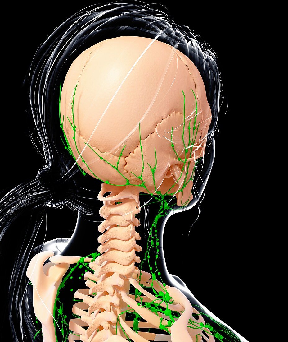 Female lymphatic system,artwork