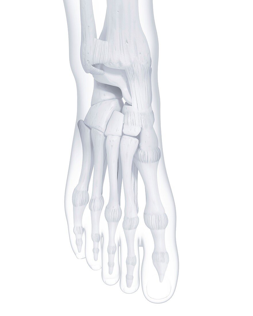 Human foot bones,artwork