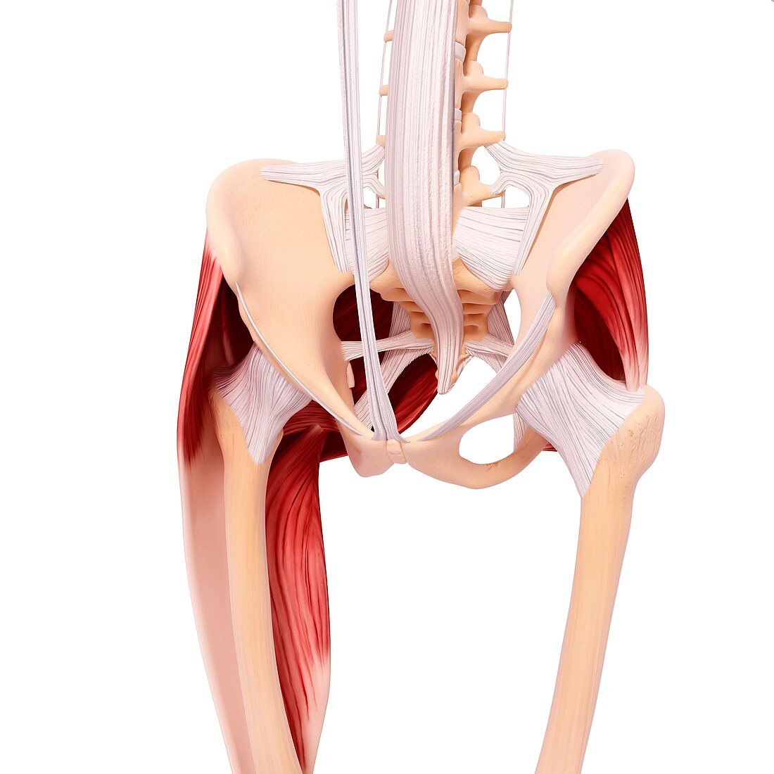 Human hip musculature,artwork