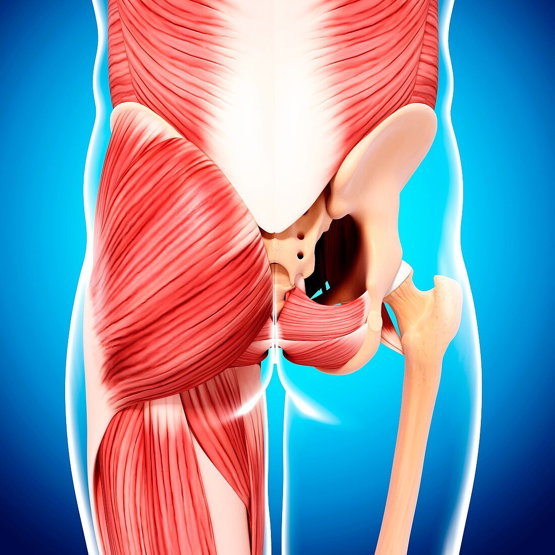 Human hip musculature,artwork