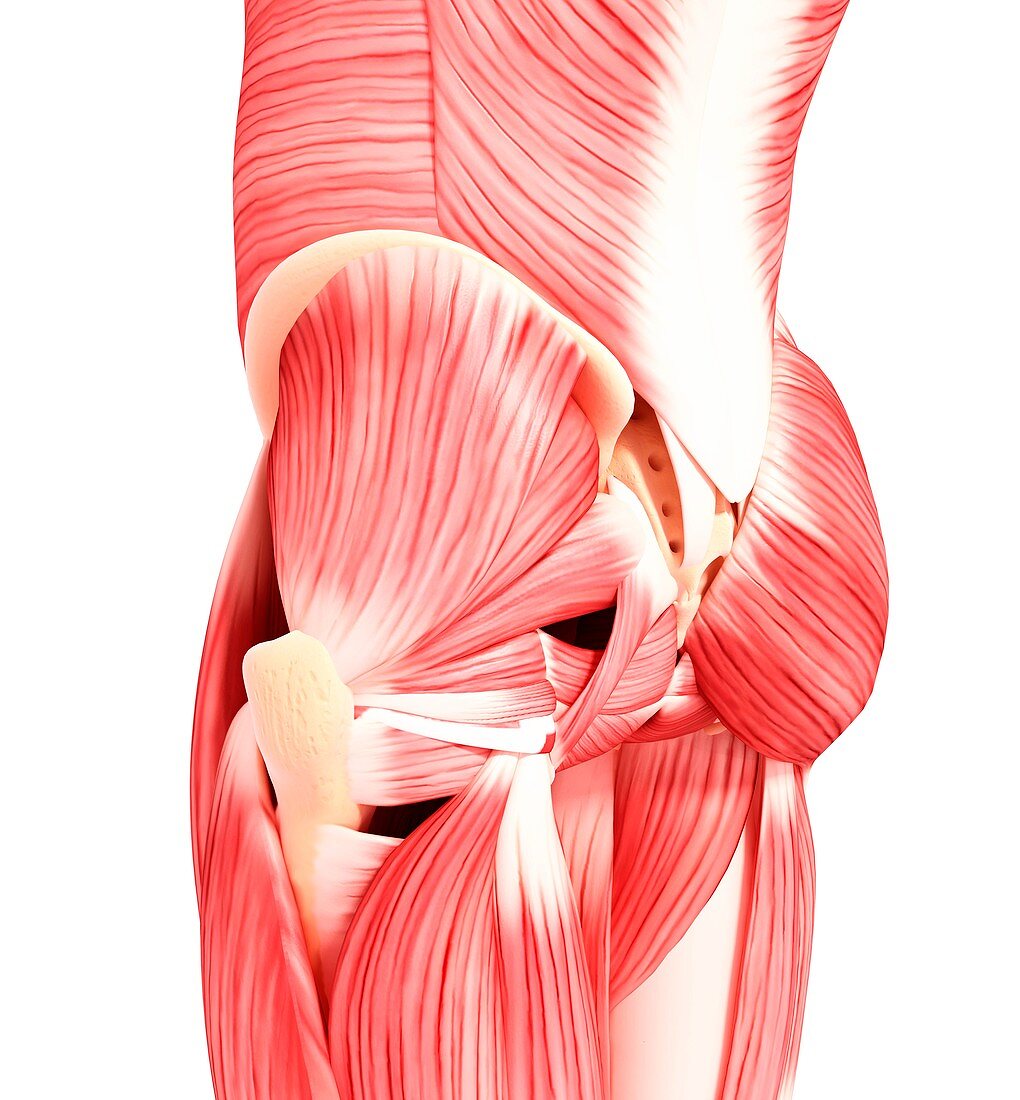 Human hip musculature,artwork