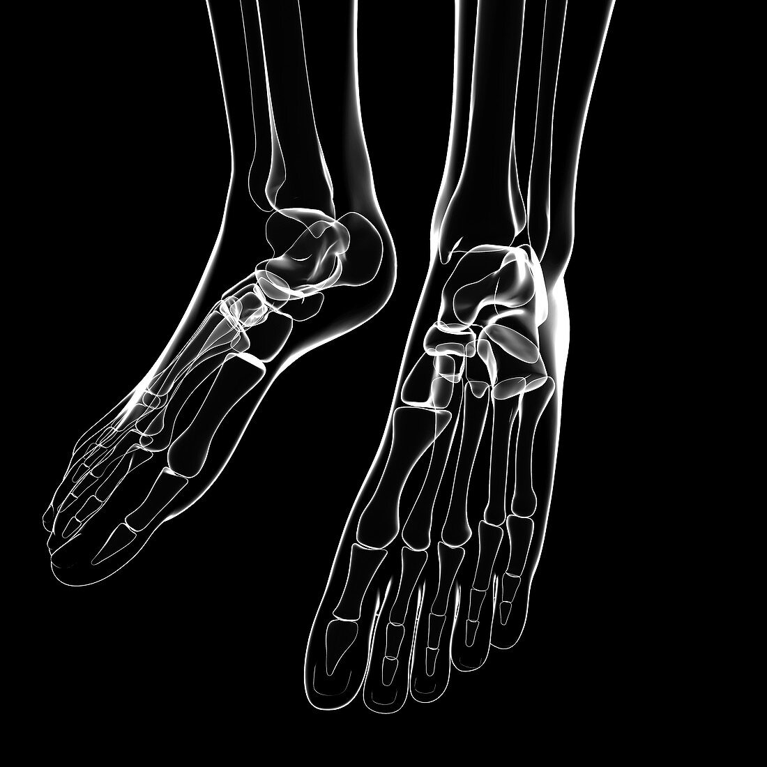 Human foot bones,artwork