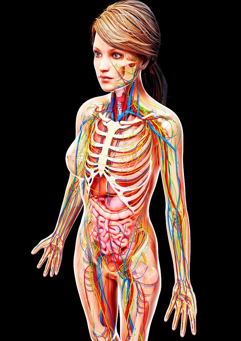 Female anatomy,artwork