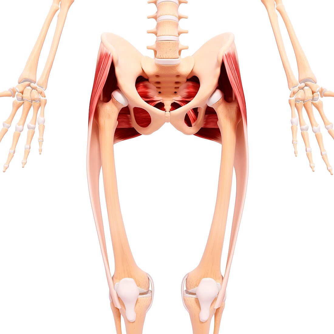 Human hip musculature,artwork