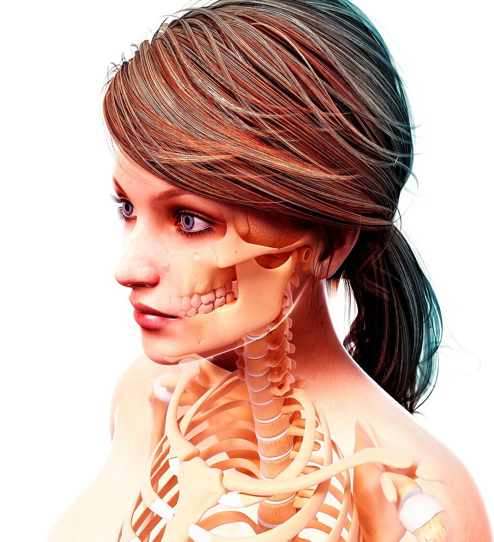 Female skeleton,artwork