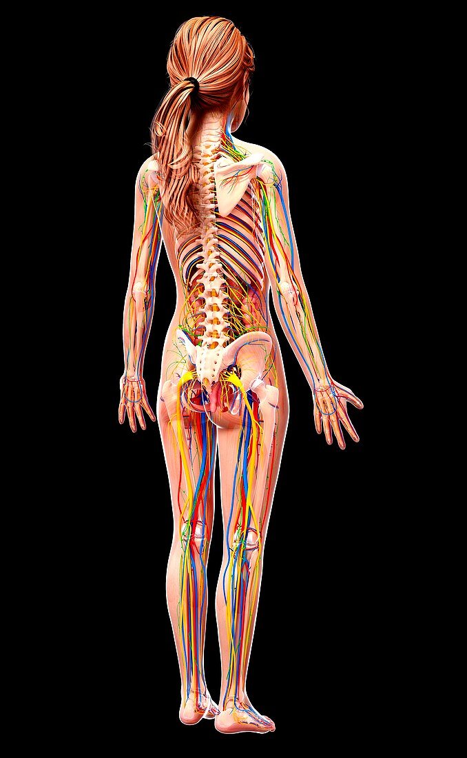 Female anatomy,artwork