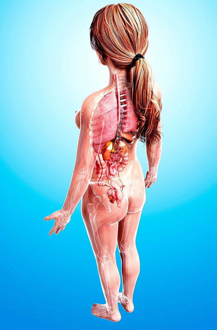 Female anatomy,artwork