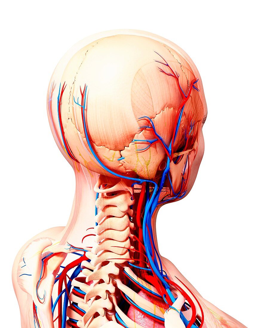 Human cardiovascular system,artwork