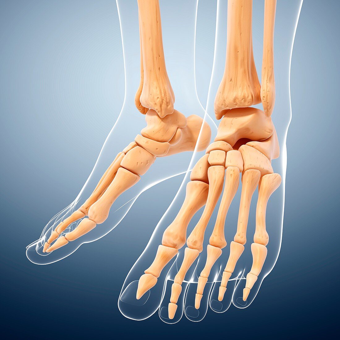 Human foot bones,artwork