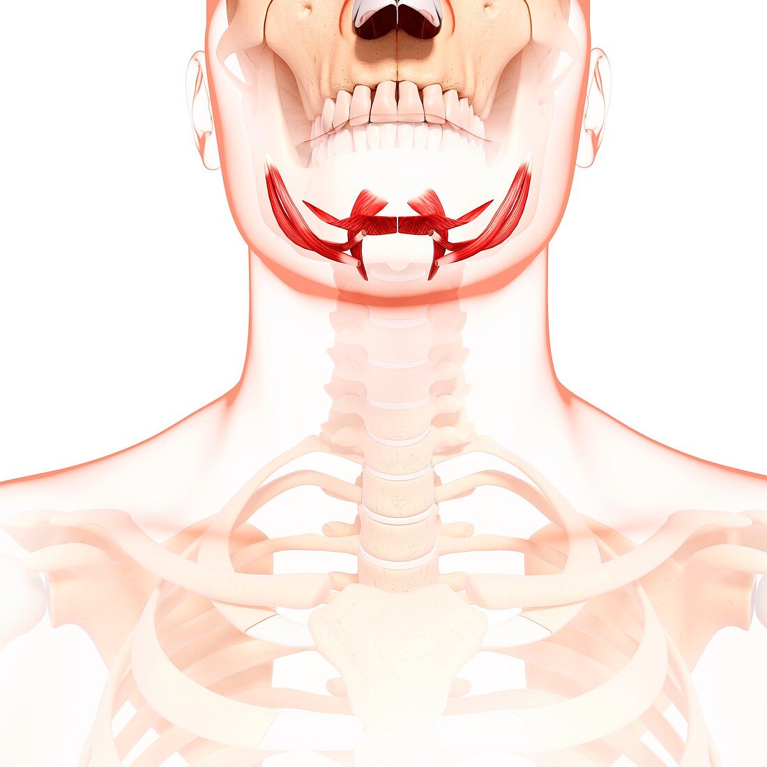 Human neck musculature,artwork