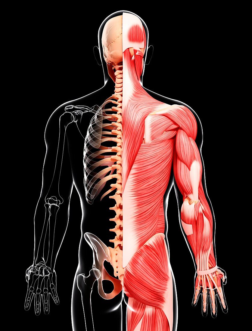 Human musculature,artwork