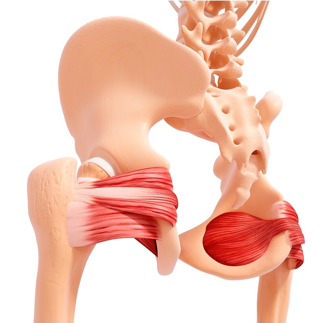 Human hip musculature,artwork