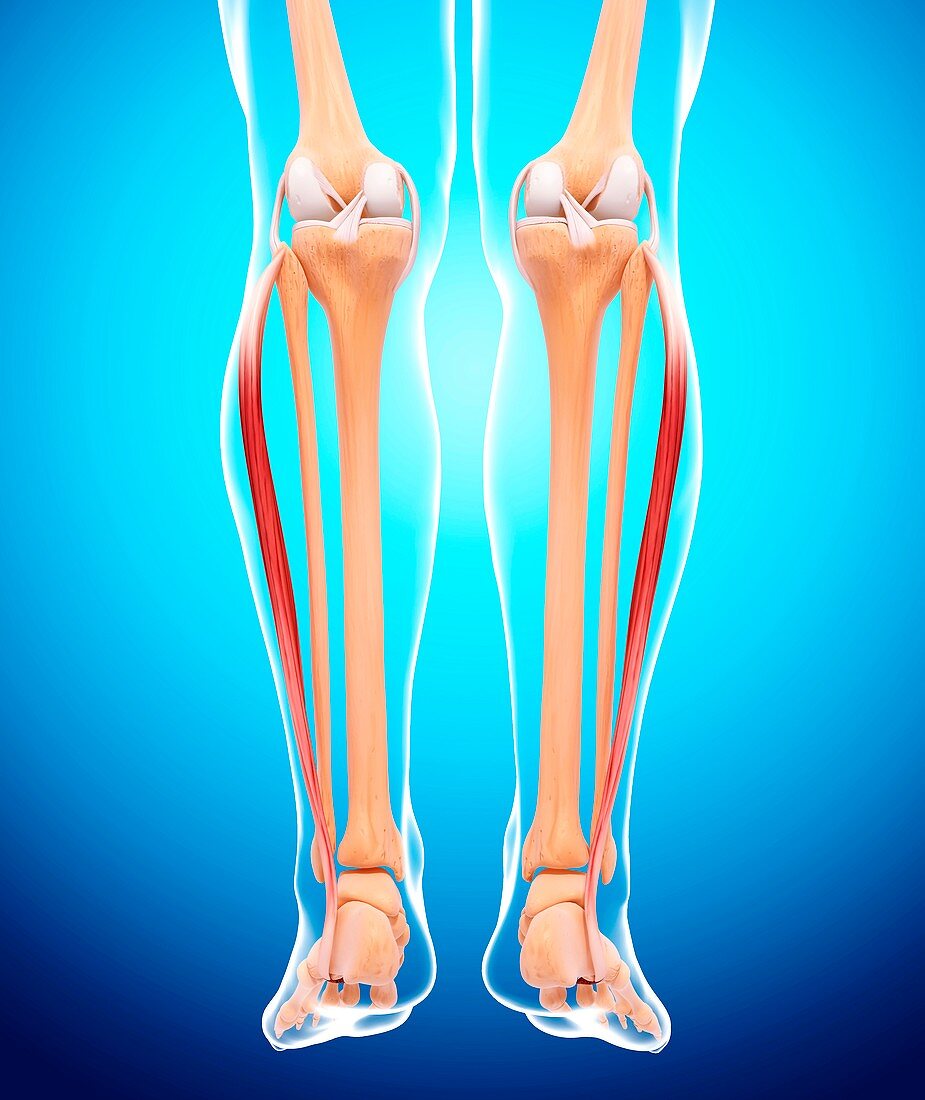 Human leg musculature,artwork