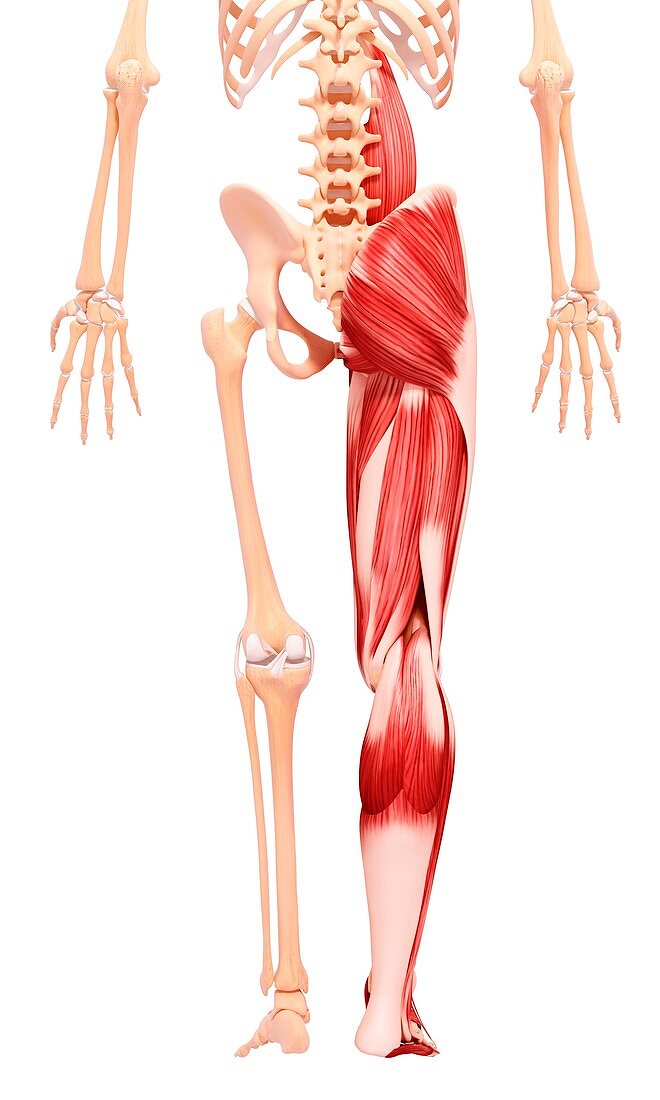 Human leg musculature,artwork