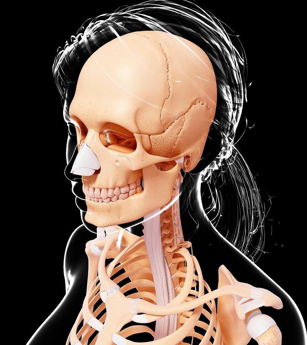 Female skeleton,artwork