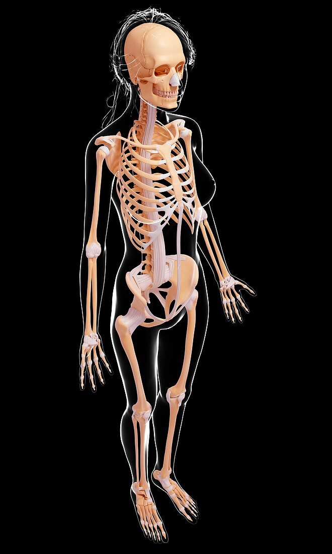 Female skeleton,artwork