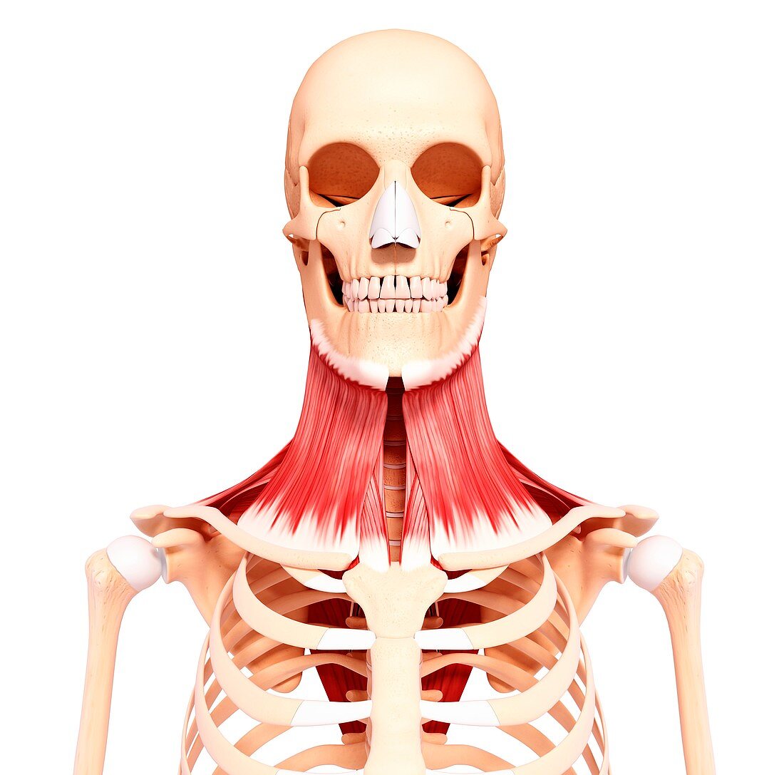 Human neck musculature,artwork