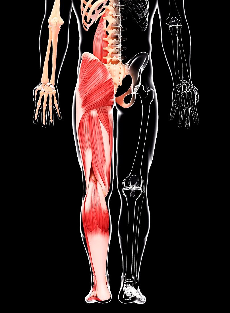 Human leg musculature,artwork