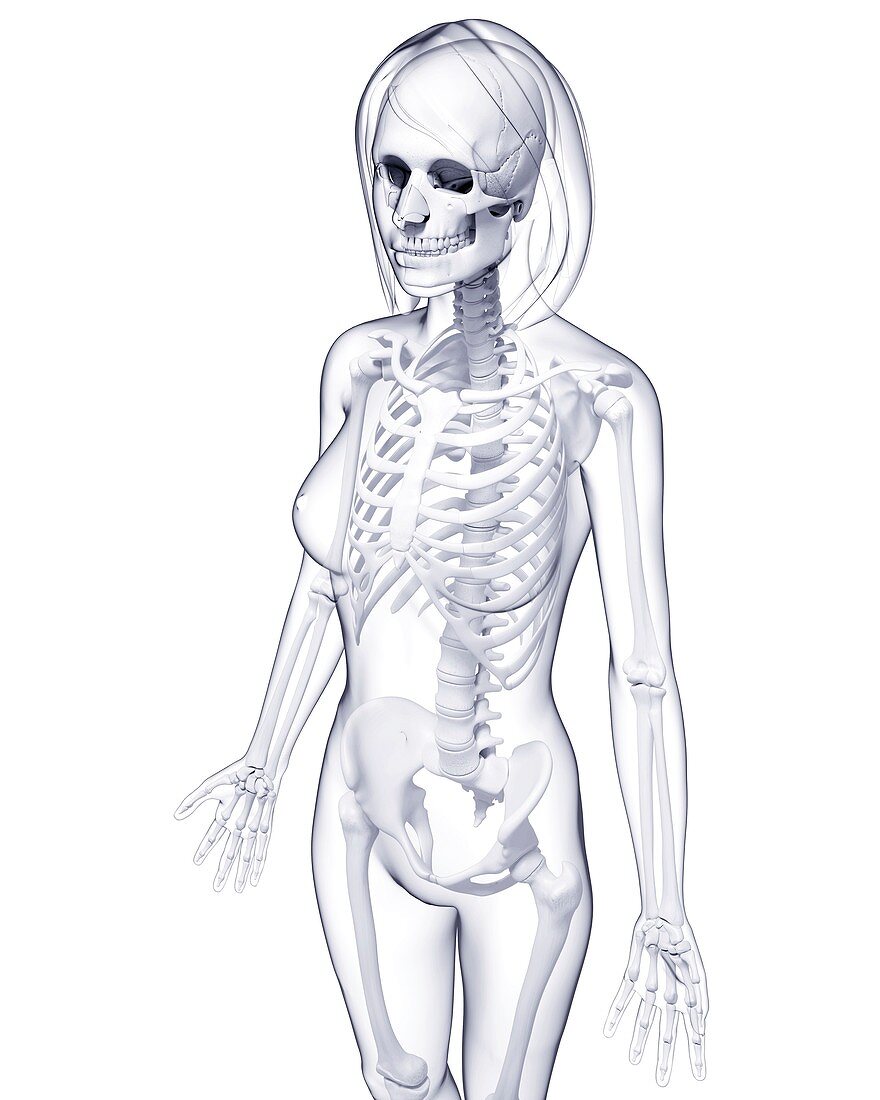 Female skeleton,artwork