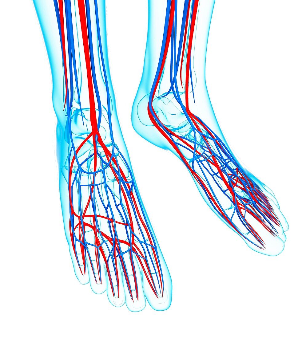 Human foot cardiovascular system,artwork