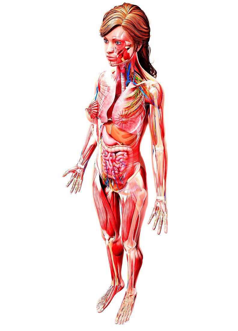 Female anatomy,artwork