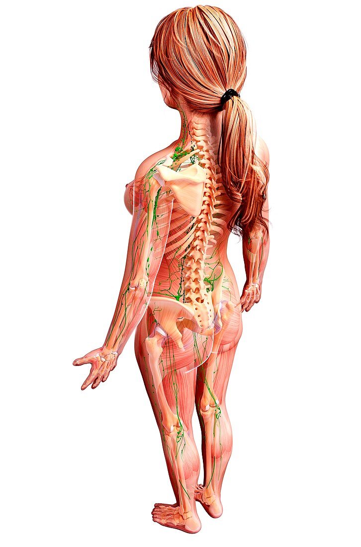 Female lymphatic system,artwork