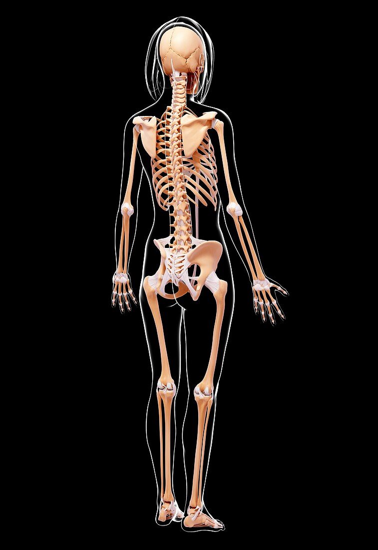 Female skeleton,artwork