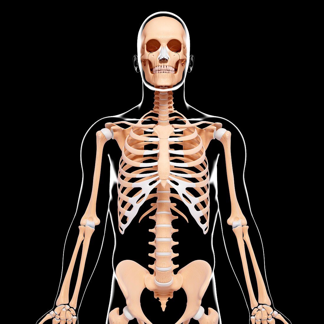 Human skeleton,artwork