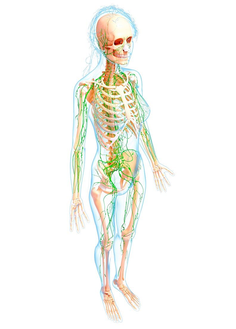 Female lymphatic system,artwork