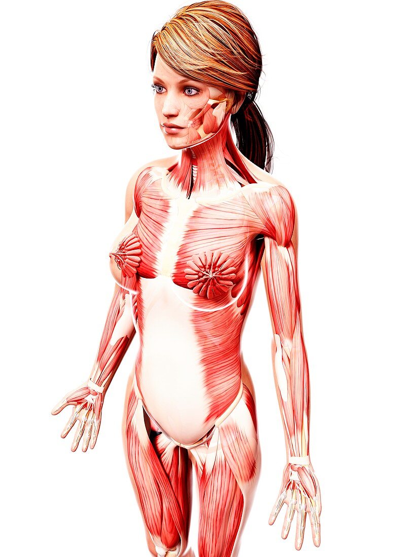 Female musculature,artwork