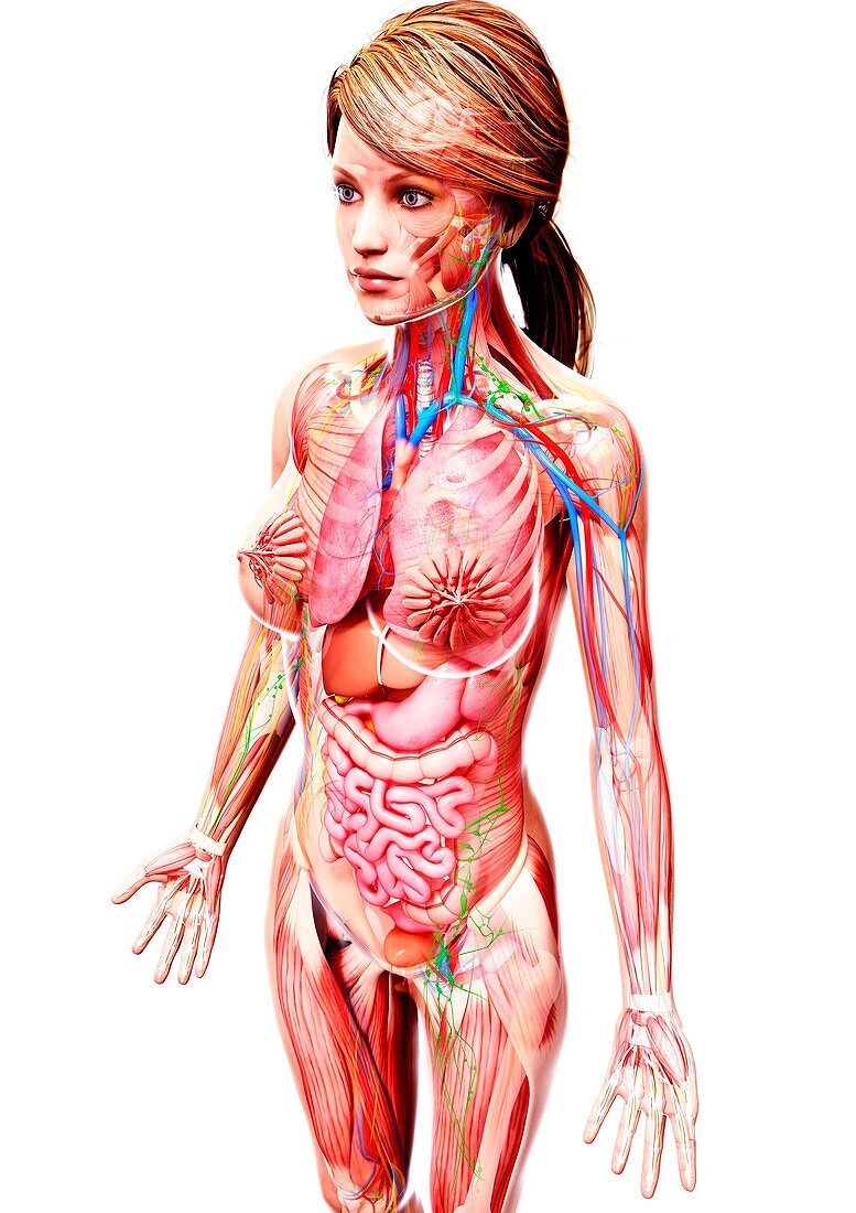 Female anatomy,artwork