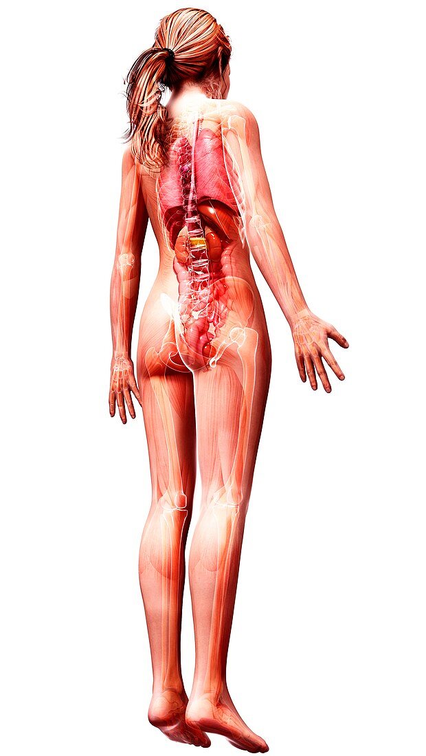 Female anatomy,artwork