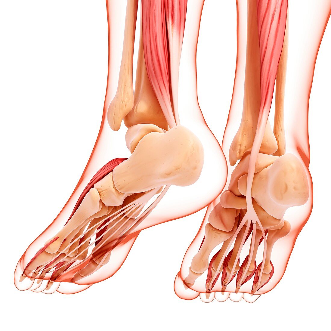 Human foot musculature,artwork