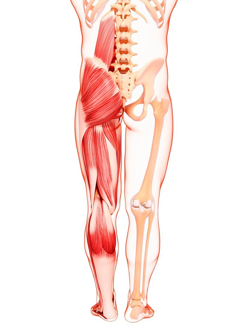 Human leg musculature,artwork